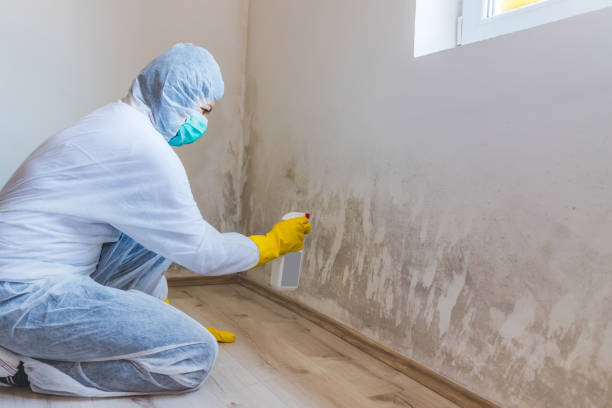 Licensed Black Mold Remediation service in Garden City, NY - 24 Hour Mold Removal