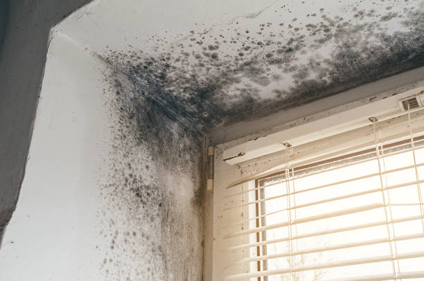 Affordable Black Mold Remediation solutions in Garden City, NY